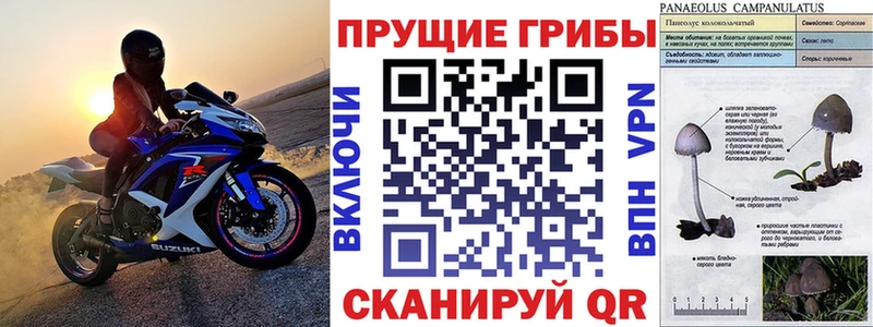 Псилоцибиновые грибы Psilocybe  Купить  Вуктыл 